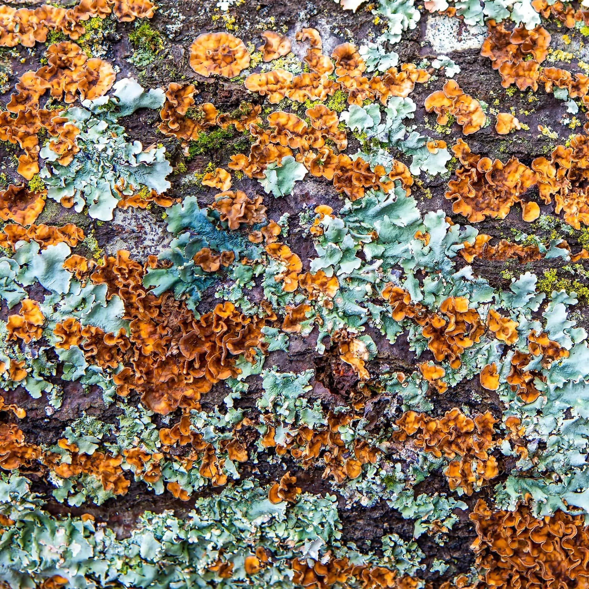 Close-up of colorful lichen on a white oak tree bark, showcasing rich autumn tones of rust orange, teal, and earthy gray in an abstract fine art photograph.