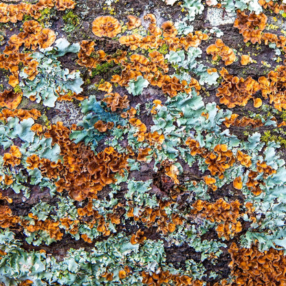 Rust Green Lichen on tree
